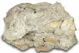 Dinosaur (Triceratops) Bone Section - Montana #300439-1